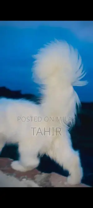 Purebred Persian Cat - Long-Haired Feline Companion