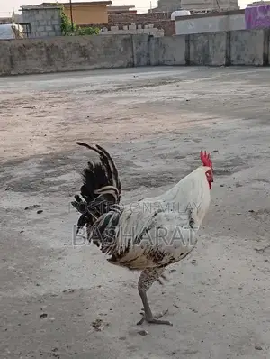 Exchange Murgi Agricultural Poultry Chicken Farming Equipment