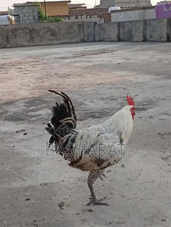 Exchange Murgi Agricultural Poultry Chicken Farming Equipment