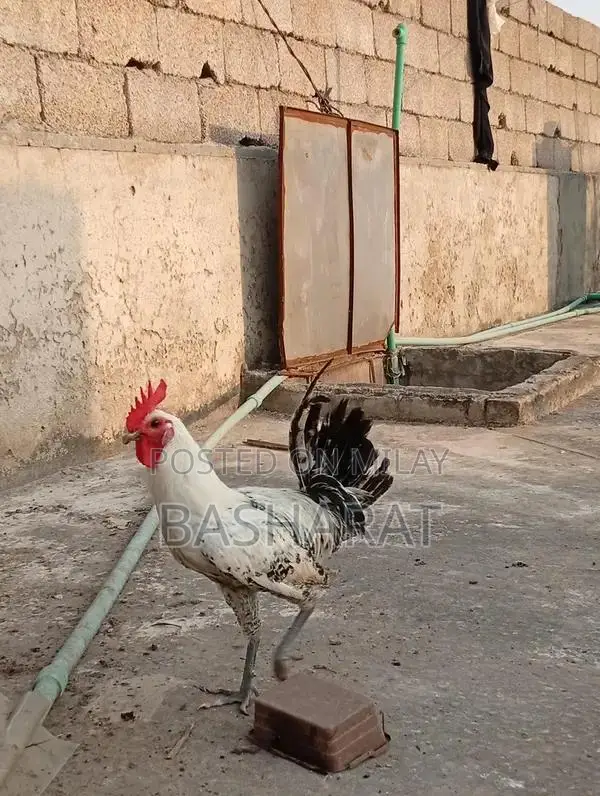 Exchange Murgi Agricultural Poultry Chicken Farming Equipment