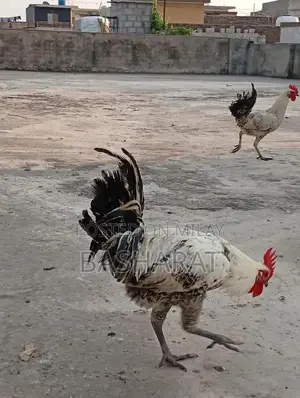 Exchange Murgi Agricultural Poultry Chicken Farming Equipment