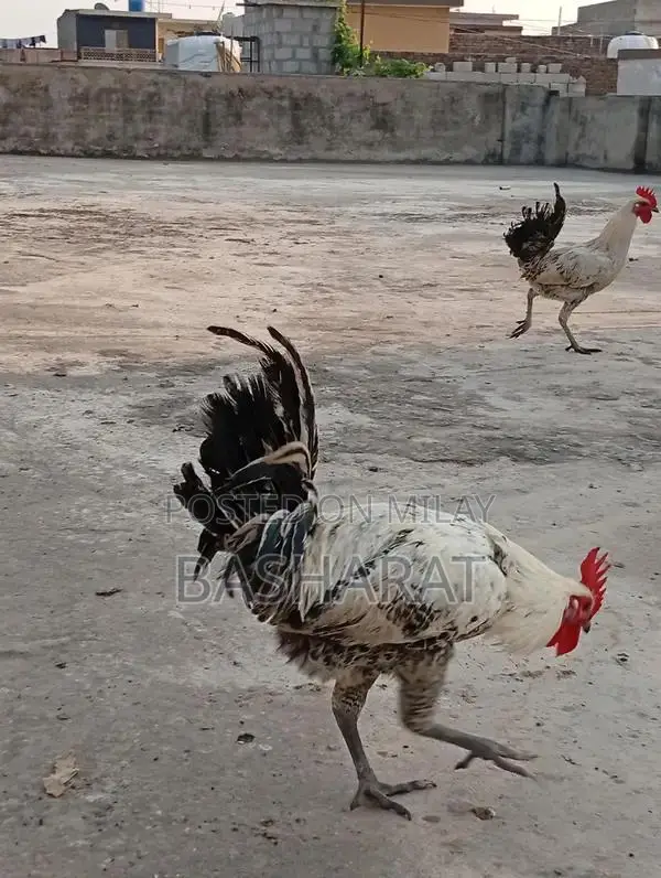 Exchange Murgi Agricultural Poultry Chicken Farming Equipment