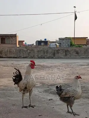 Exchange Murgi Agricultural Poultry Chicken Farming Equipment