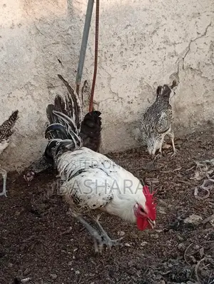 Exchange Murgi Agricultural Poultry Chicken Farming Equipment