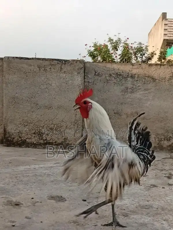 Exchange Murgi Agricultural Poultry Chicken Farming Equipment