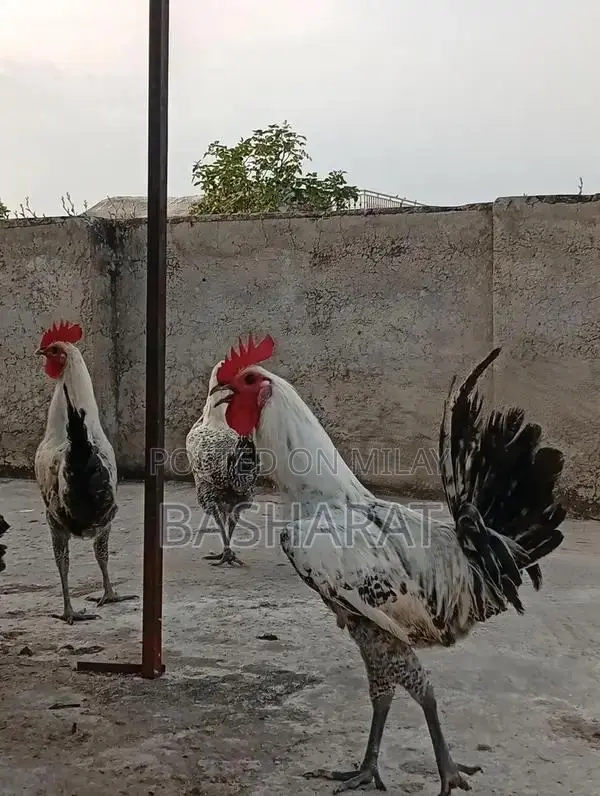 Exchange Murgi Agricultural Poultry Chicken Farming Equipment