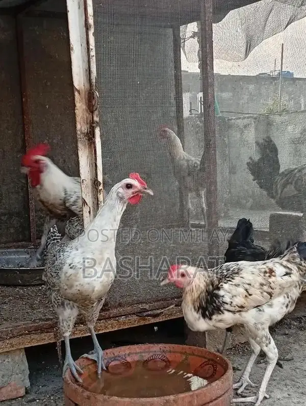 Exchange Murgi Agricultural Poultry Chicken Farming Equipment