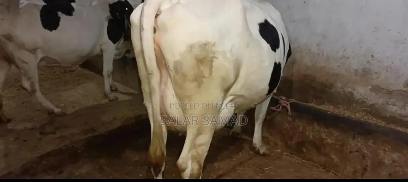 Frezan Cattle Female Calf - Young Dairy Breed for Sale