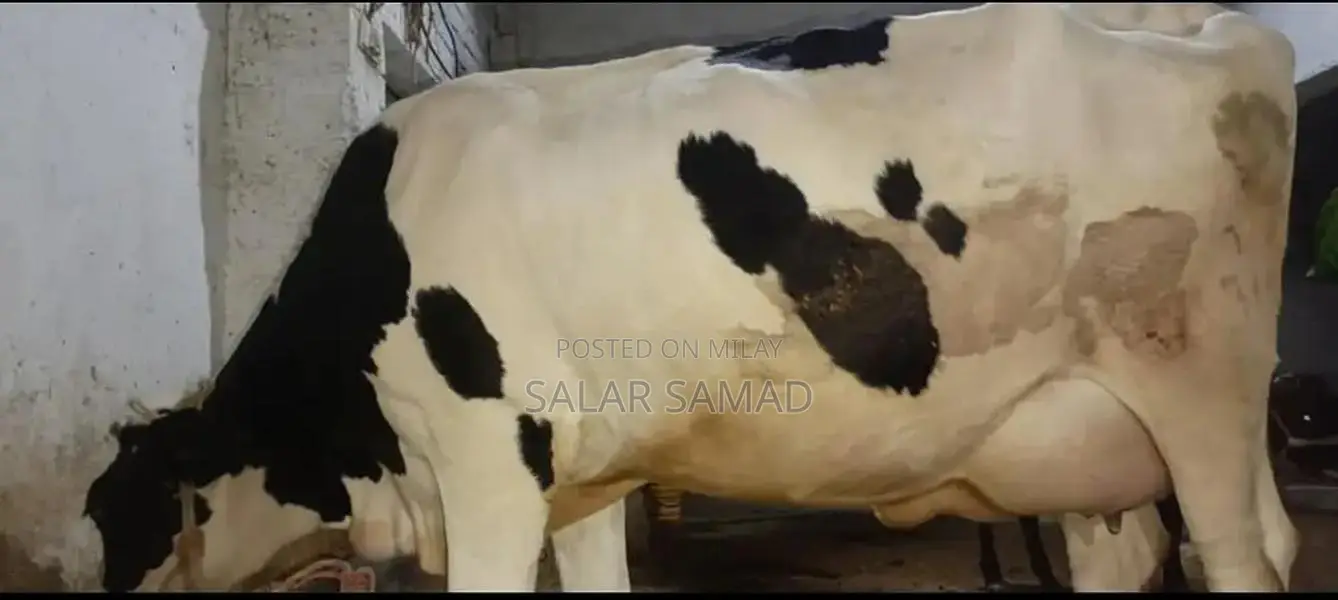 Frezan Cattle Female Calf - Young Dairy Breed for Sale