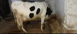 Frezan Cattle Female Calf - Young Dairy Breed for Sale