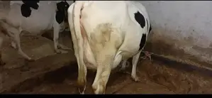 Frezan Cattle Female Calf - Young Dairy Breed for Sale