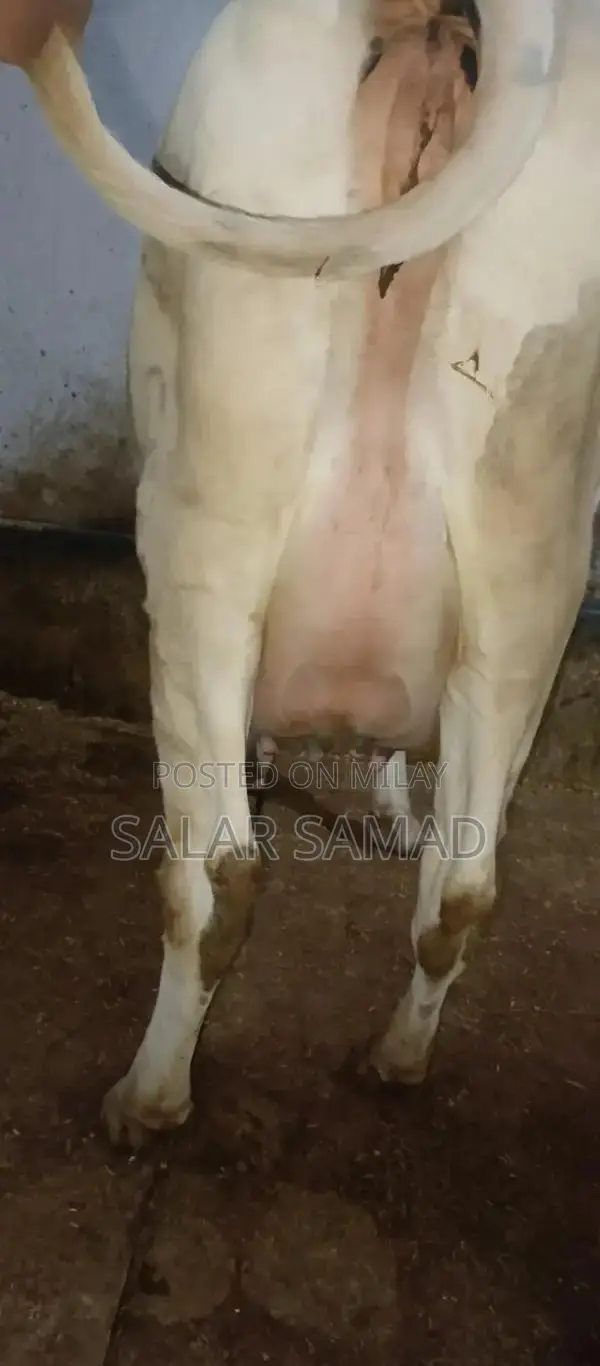 Frezan Cattle Female Calf - Young Dairy Breed for Sale