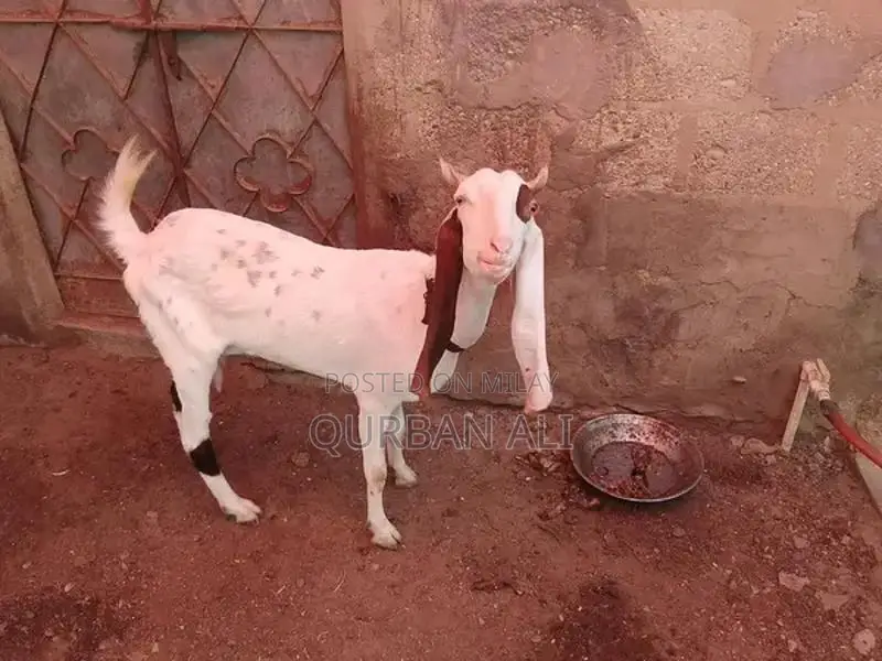 Pink Noise Mano Bakri with 6 Teeth - Compact Animal Reproduction Tool