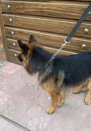 Photo - German Shepherd Male Puppy - Intelligent and Social Companion