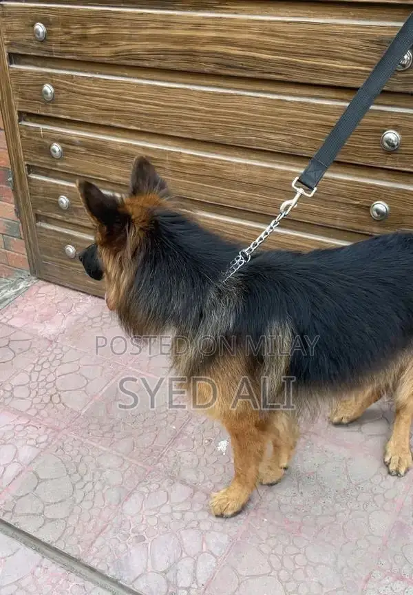 German Shepherd Male Puppy - Intelligent and Social Companion