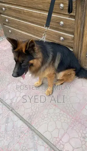 German Shepherd Male Puppy - Intelligent and Social Companion