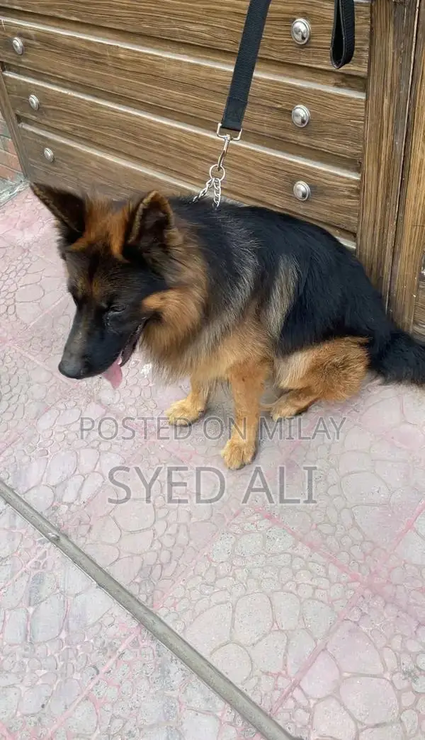 German Shepherd Male Puppy - Intelligent and Social Companion