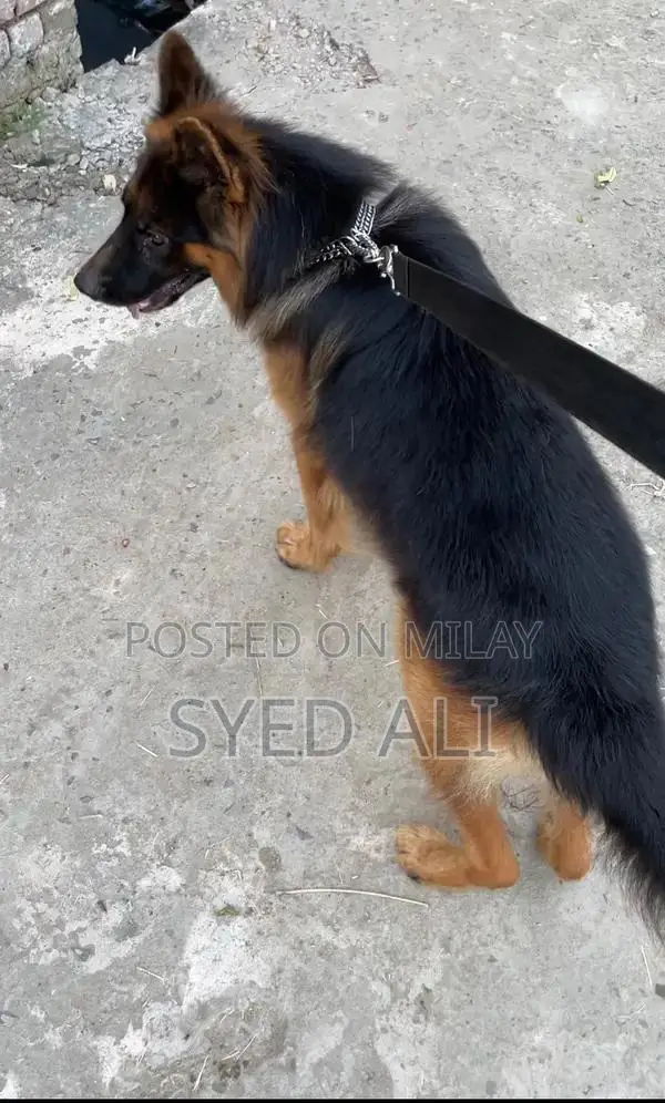 German Shepherd Male Puppy - Intelligent and Social Companion