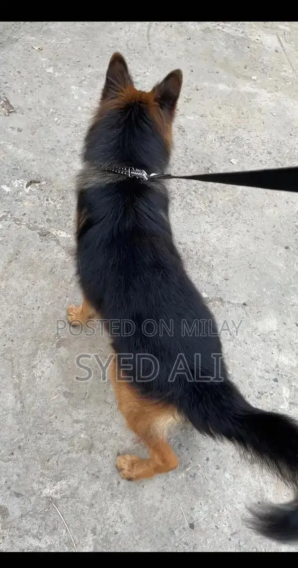 German Shepherd Male Puppy - Intelligent and Social Companion