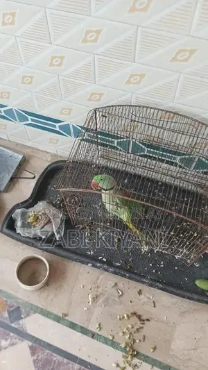 Photo - Raw Parrot - Healthy Young Male Companion Bird