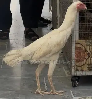 Shamo Premium Female Attire - Traditional Elegant Design