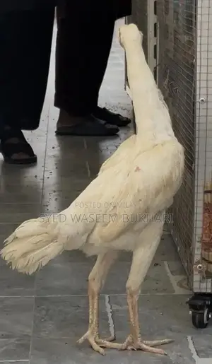 Shamo Premium Female Attire - Traditional Elegant Design