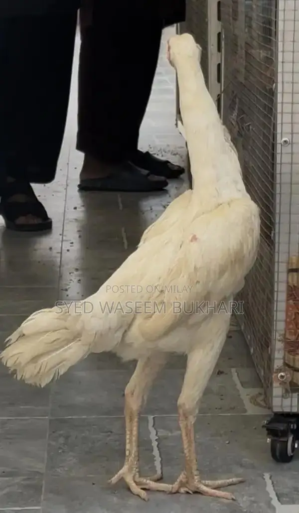 Shamo Premium Female Attire - Traditional Elegant Design