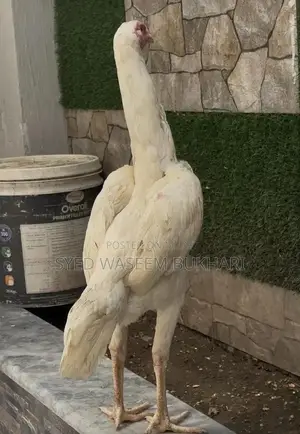 Shamo Premium Female Attire - Traditional Elegant Design