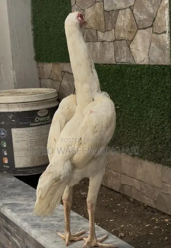 Shamo Premium Female Attire - Traditional Elegant Design