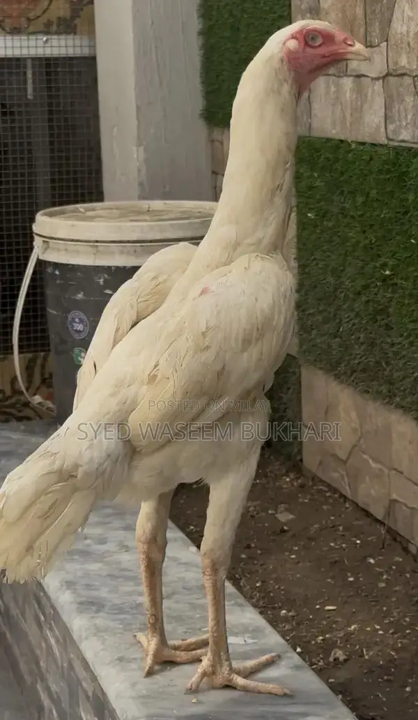 Shamo Premium Female Attire - Traditional Elegant Design