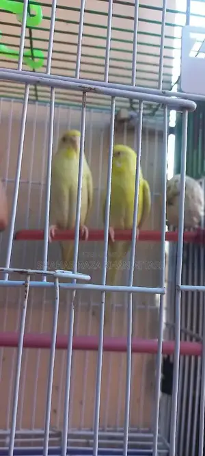 Photo - Red-Eyed Yellow Budgie - Active and Healthy Pet Bird
