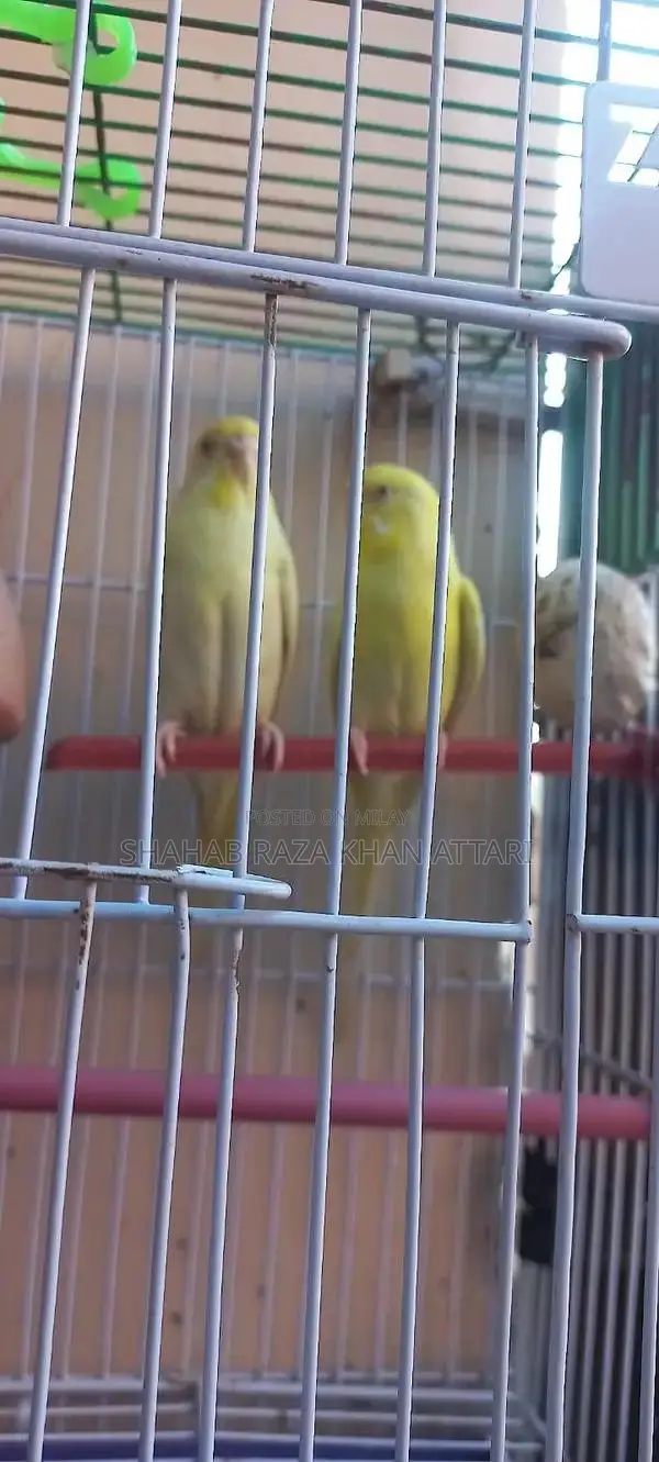 Red-Eyed Yellow Budgie - Active and Healthy Pet Bird