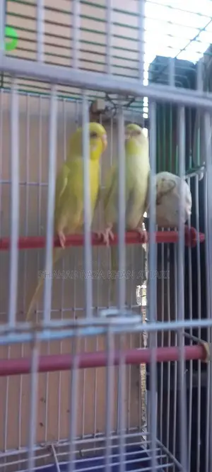 Red-Eyed Yellow Budgie - Active and Healthy Pet Bird