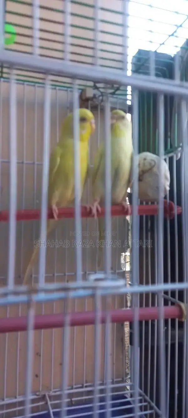 Red-Eyed Yellow Budgie - Active and Healthy Pet Bird