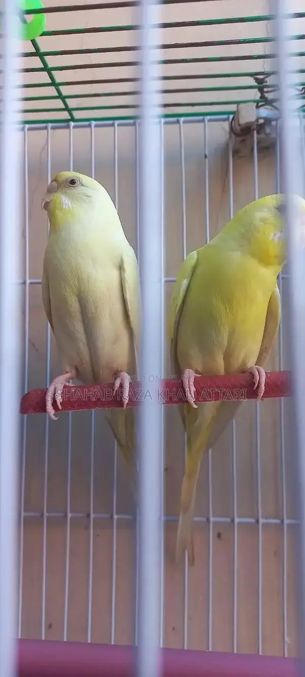 Red-Eyed Yellow Budgie - Active and Healthy Pet Bird