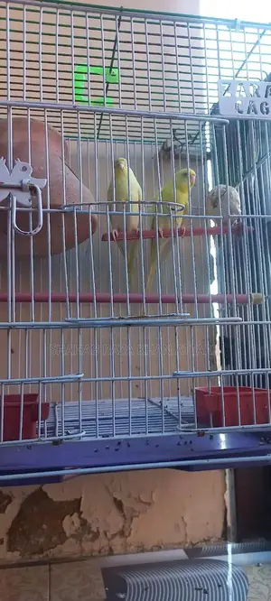 Red-Eyed Yellow Budgie - Active and Healthy Pet Bird