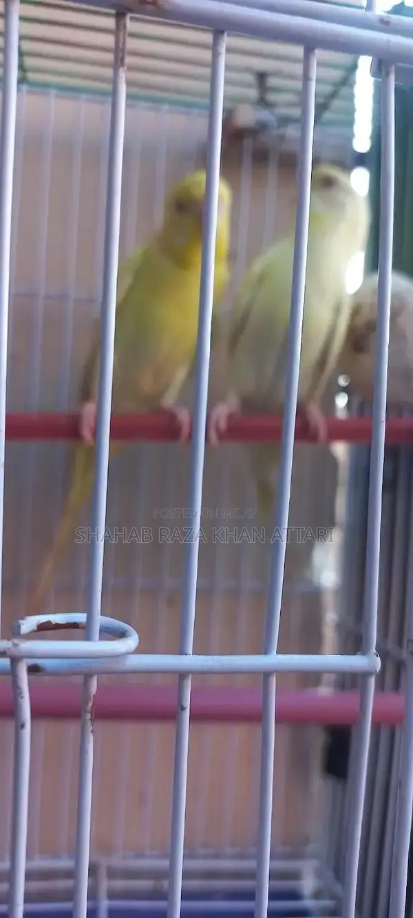 Red-Eyed Yellow Budgie - Active and Healthy Pet Bird