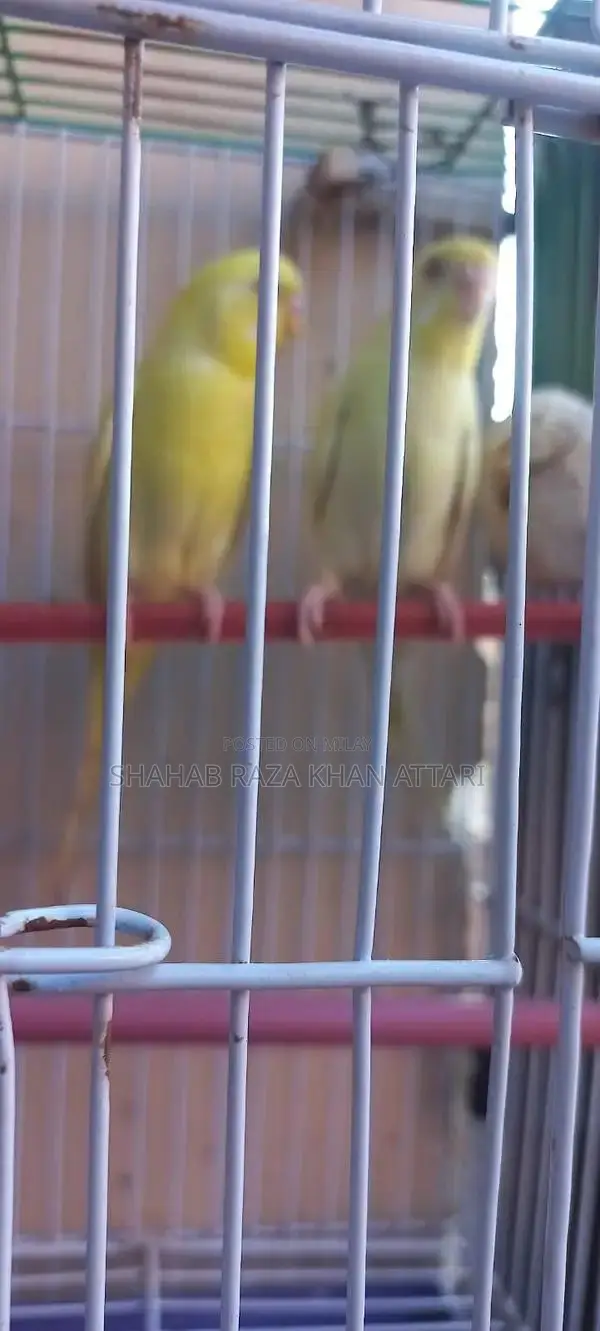 Red-Eyed Yellow Budgie - Active and Healthy Pet Bird