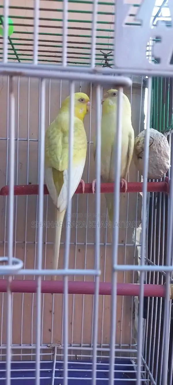 Red-Eyed Yellow Budgie - Active and Healthy Pet Bird