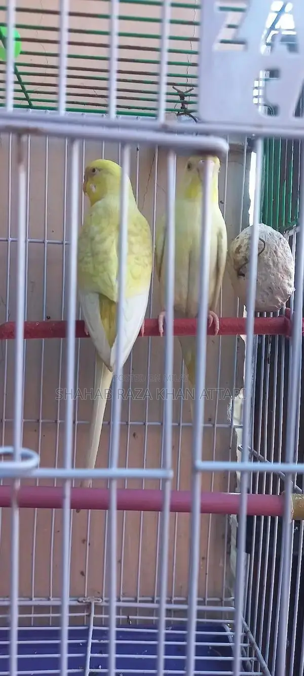Red-Eyed Yellow Budgie - Active and Healthy Pet Bird