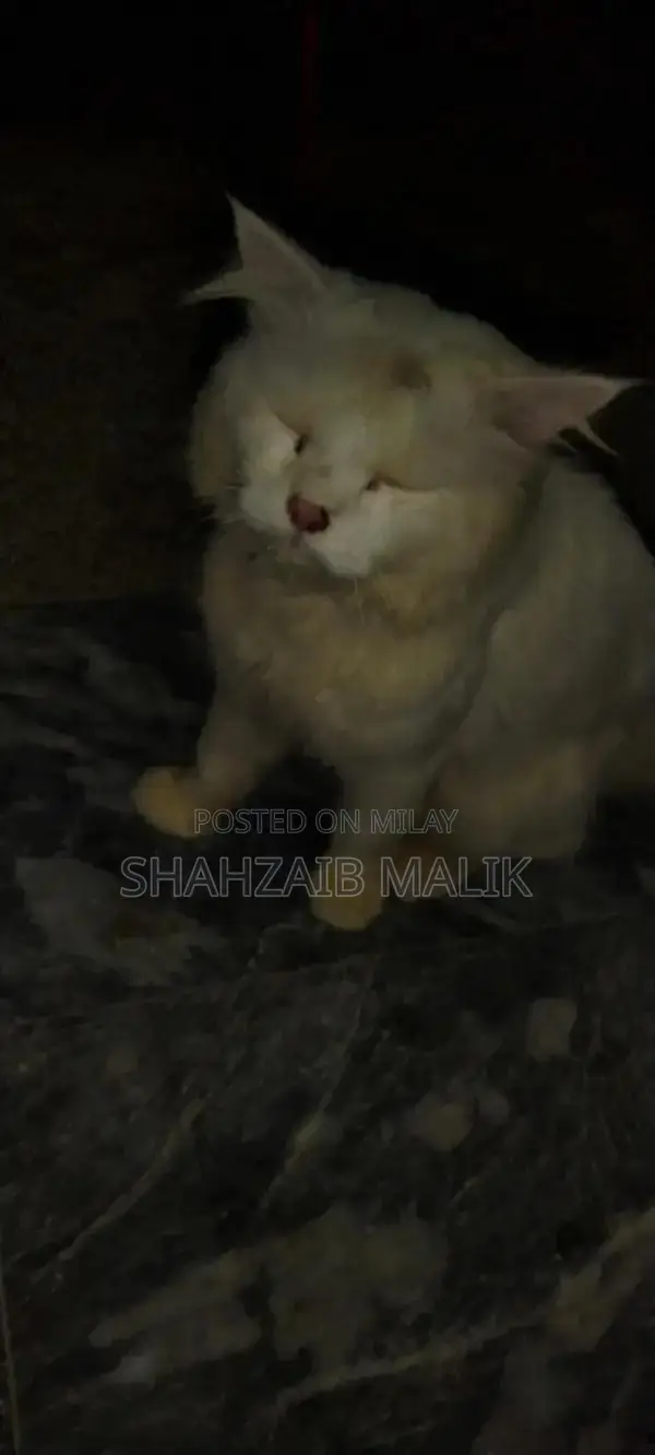 Male Russian Blue Cat - Friendly, Litter-Trained Pet