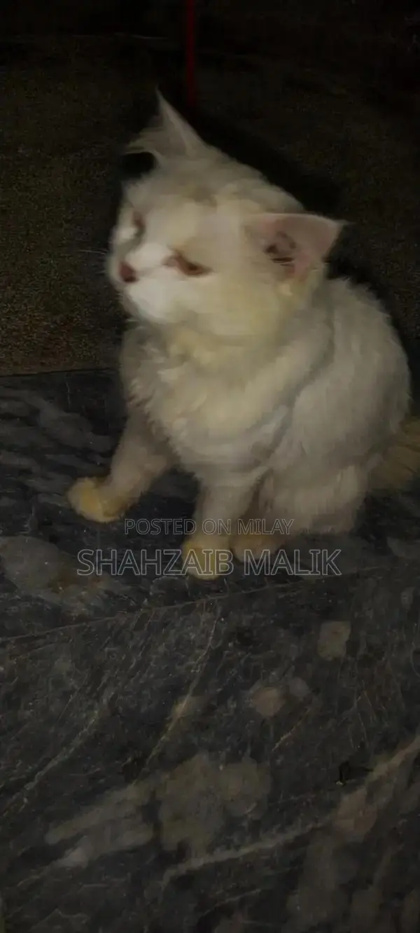 Male Russian Blue Cat - Friendly, Litter-Trained Pet