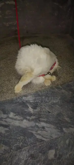 Male Russian Blue Cat - Friendly, Litter-Trained Pet