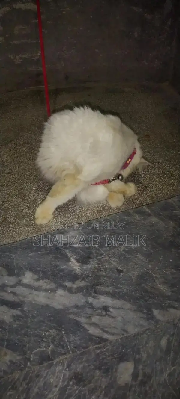 Male Russian Blue Cat - Friendly, Litter-Trained Pet