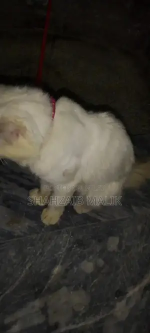 Male Russian Blue Cat - Friendly, Litter-Trained Pet