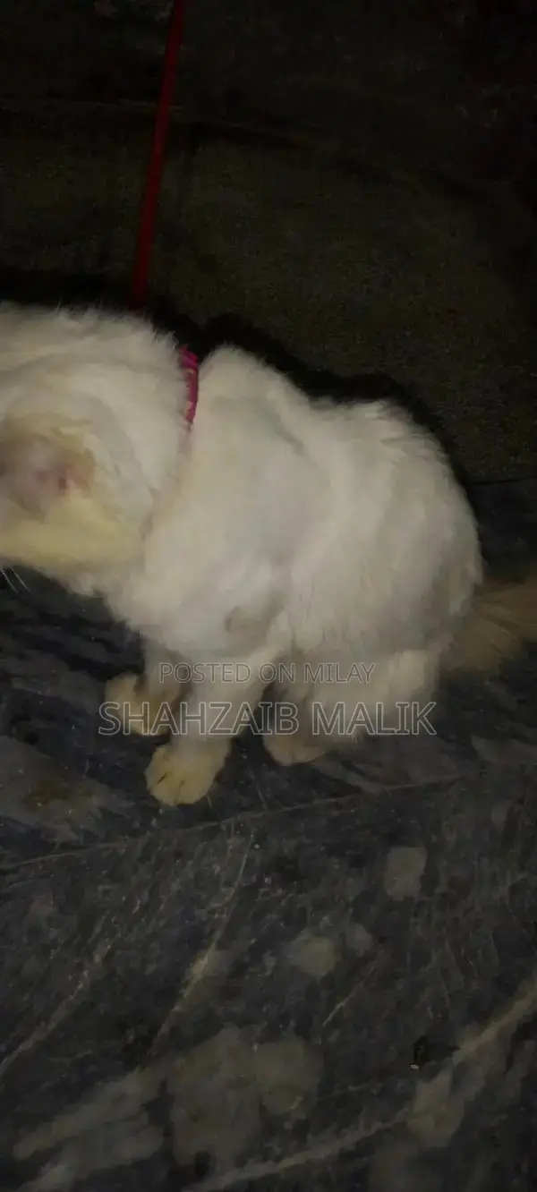 Male Russian Blue Cat - Friendly, Litter-Trained Pet