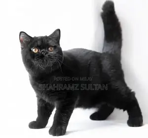 Photo - Rare Black British Shorthair Kitten - CFA Registered Limited Edition