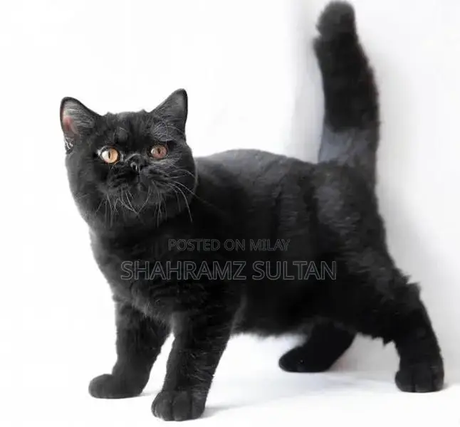 Rare Black British Shorthair Kitten - CFA Registered Limited Edition