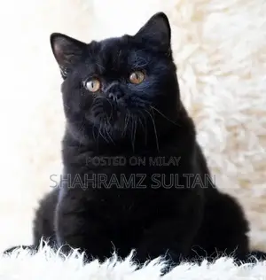 Rare Black British Shorthair Kitten - CFA Registered Limited Edition