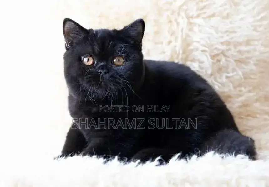 Rare Black British Shorthair Kitten - CFA Registered Limited Edition